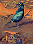 blue-starling-lg