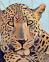 leopard-close-lg