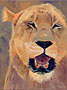 lioness-close-lg