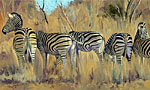 zebras-lg