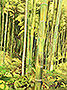 Bamboo-forest-Kyoto-lg