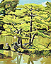 Black-pines-Kyoto-lg